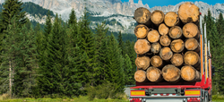 The American Lumber Shortage: How Does this Dilemma Affect the Solid Wood Furniture Industry?